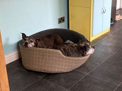 How to help a rescue dog get settled into your home Dogs Trust